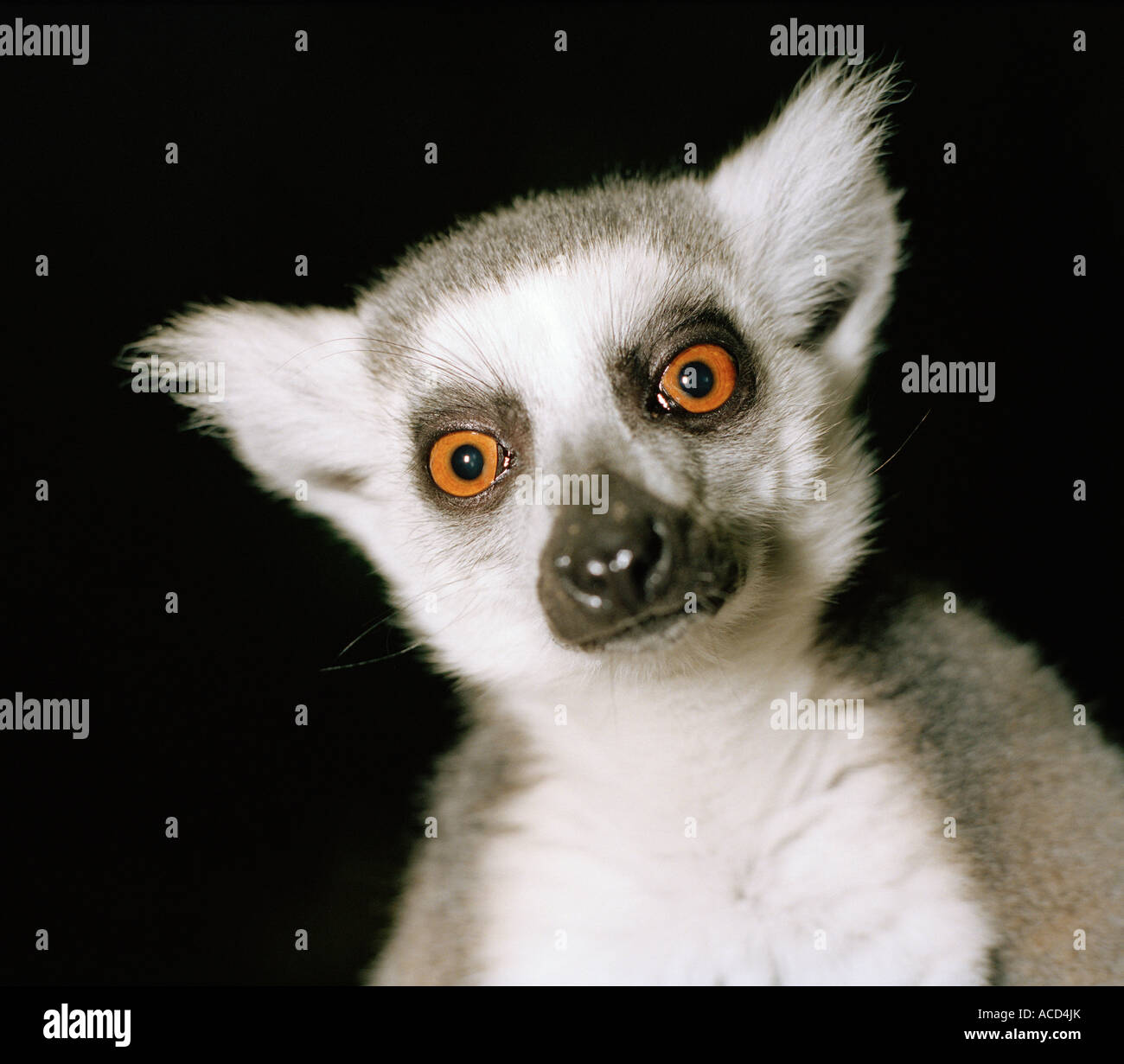 Un lemure. Foto Stock