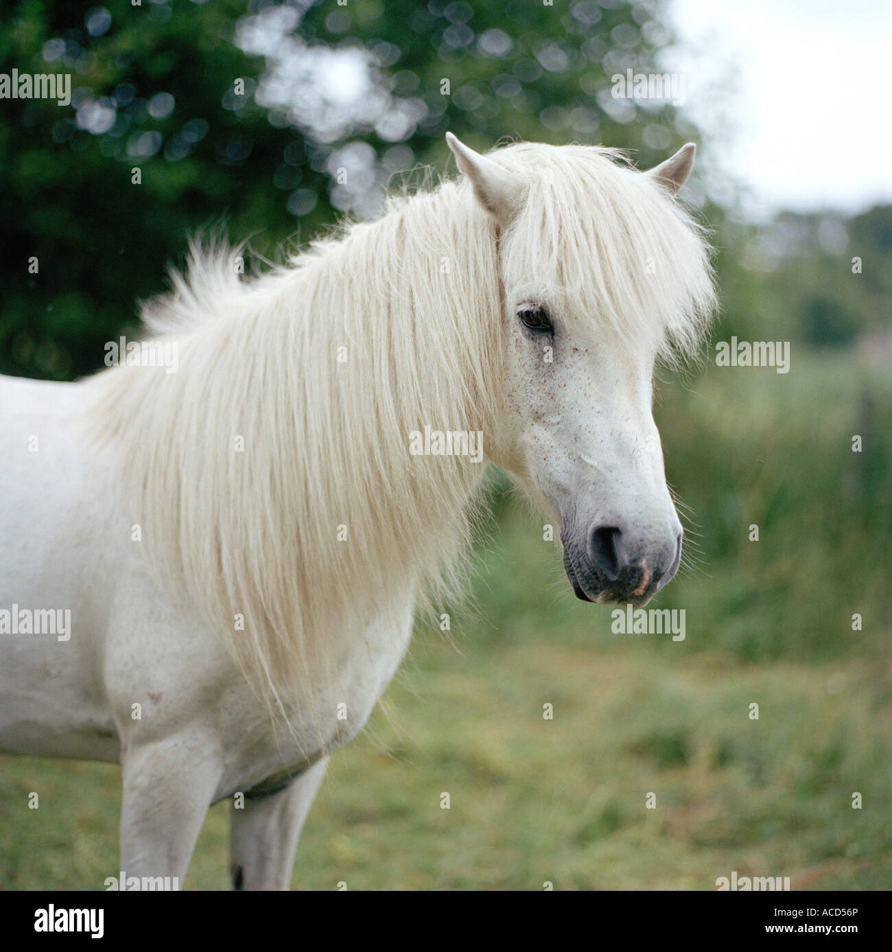 Un cavallino bianco. Foto Stock