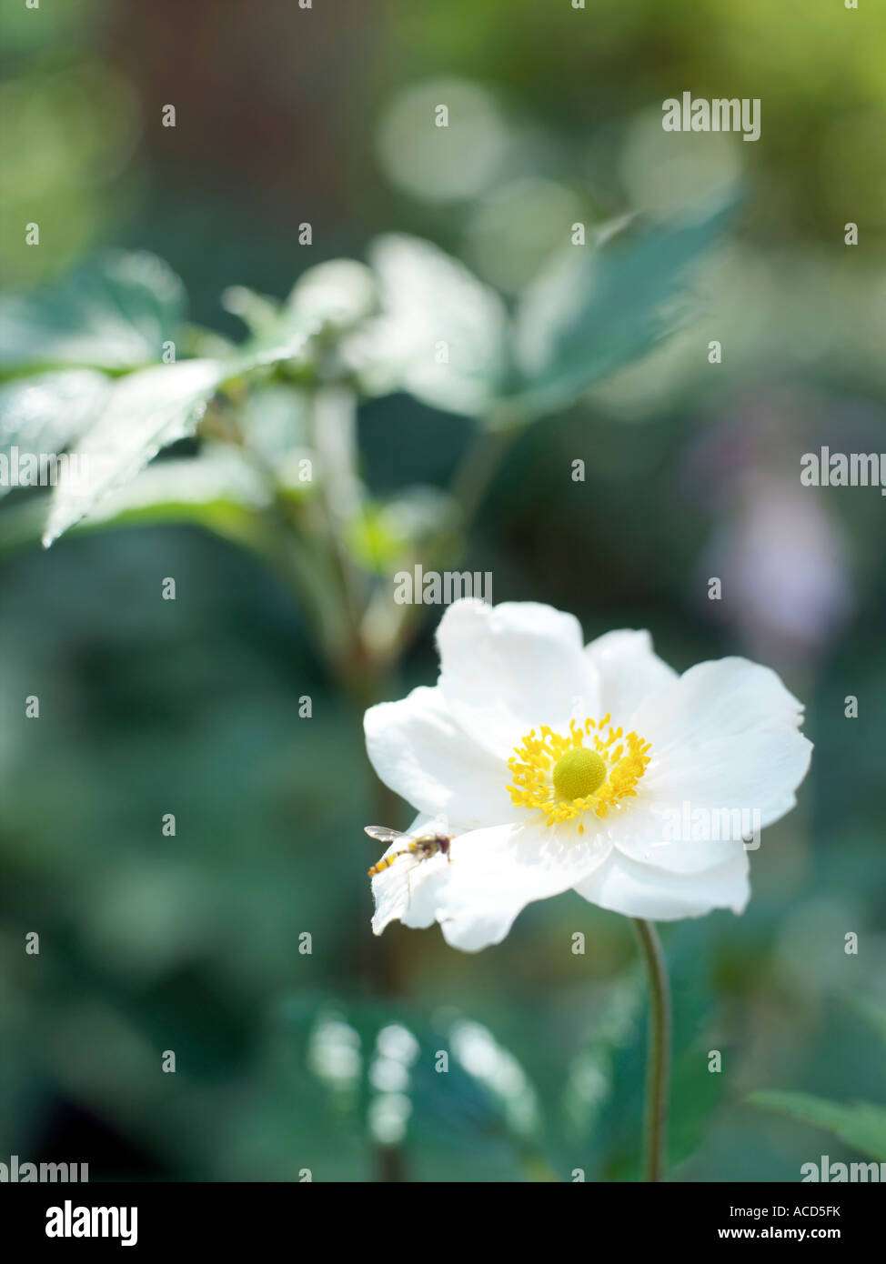 Un hoverfly su un fiore bianco. Foto Stock