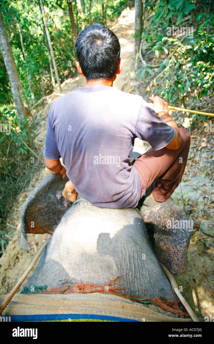 Equitazione Mahoot Asian (indiano) Elefante Bull (captive - lavorare) su , KOH (Ko) Lanta, Thailandia Foto Stock