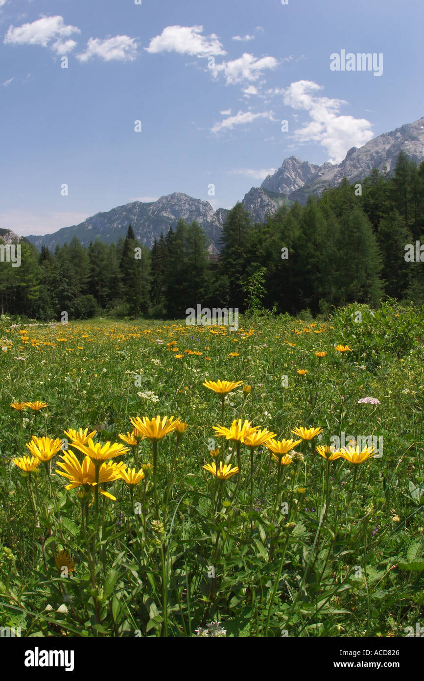 Steiner Alpen oberhalb des Tales Logarska dolina an der Berghütte Frischauvov dom na Obreselj in Oberkrain Slowenien Slovenia Foto Stock