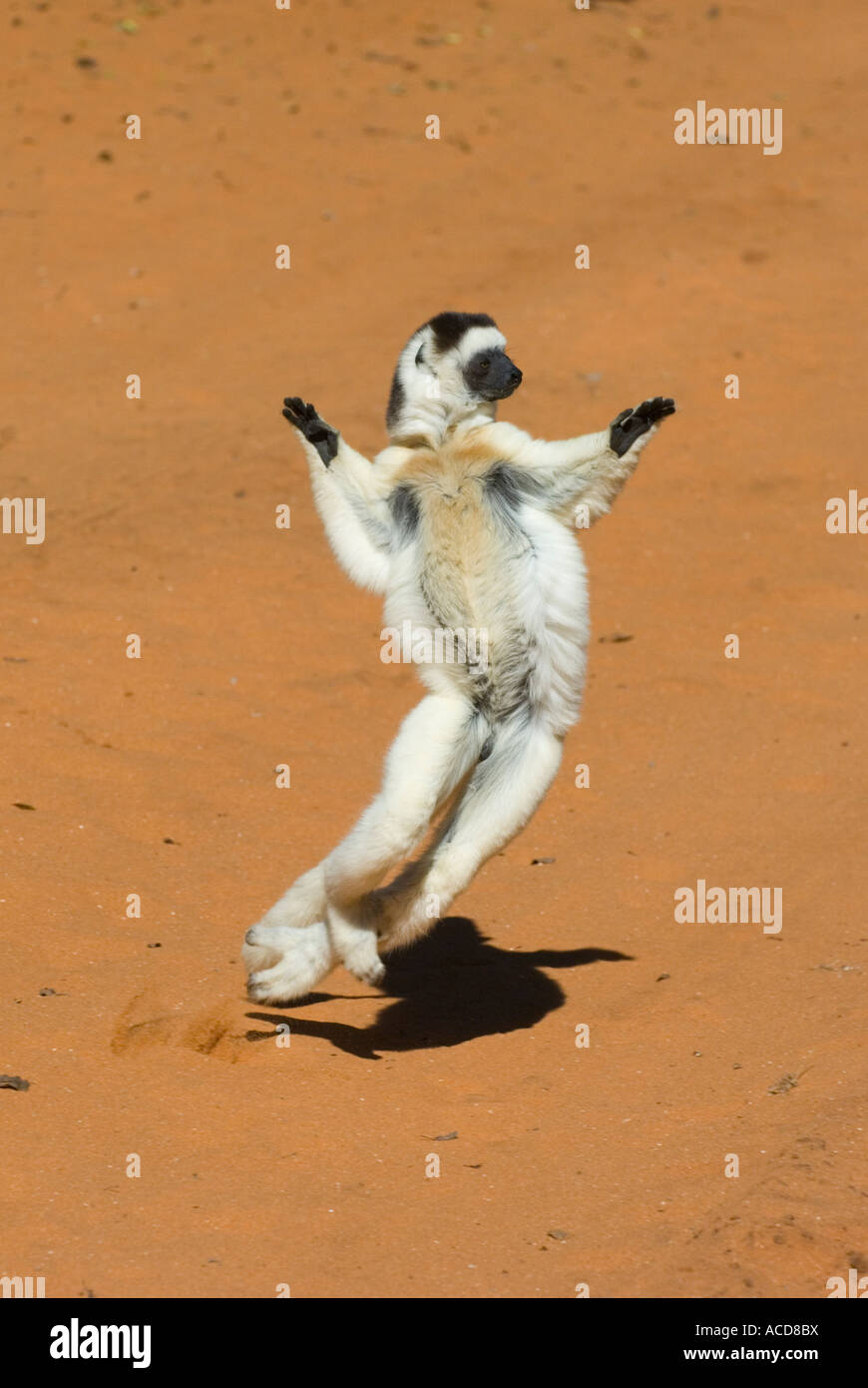 La Verreaux Sifaka Lemur (Propithecus verreauxi) 'Dancing' riserva Berenty, Madagascar meridionale in via di estinzione Foto Stock