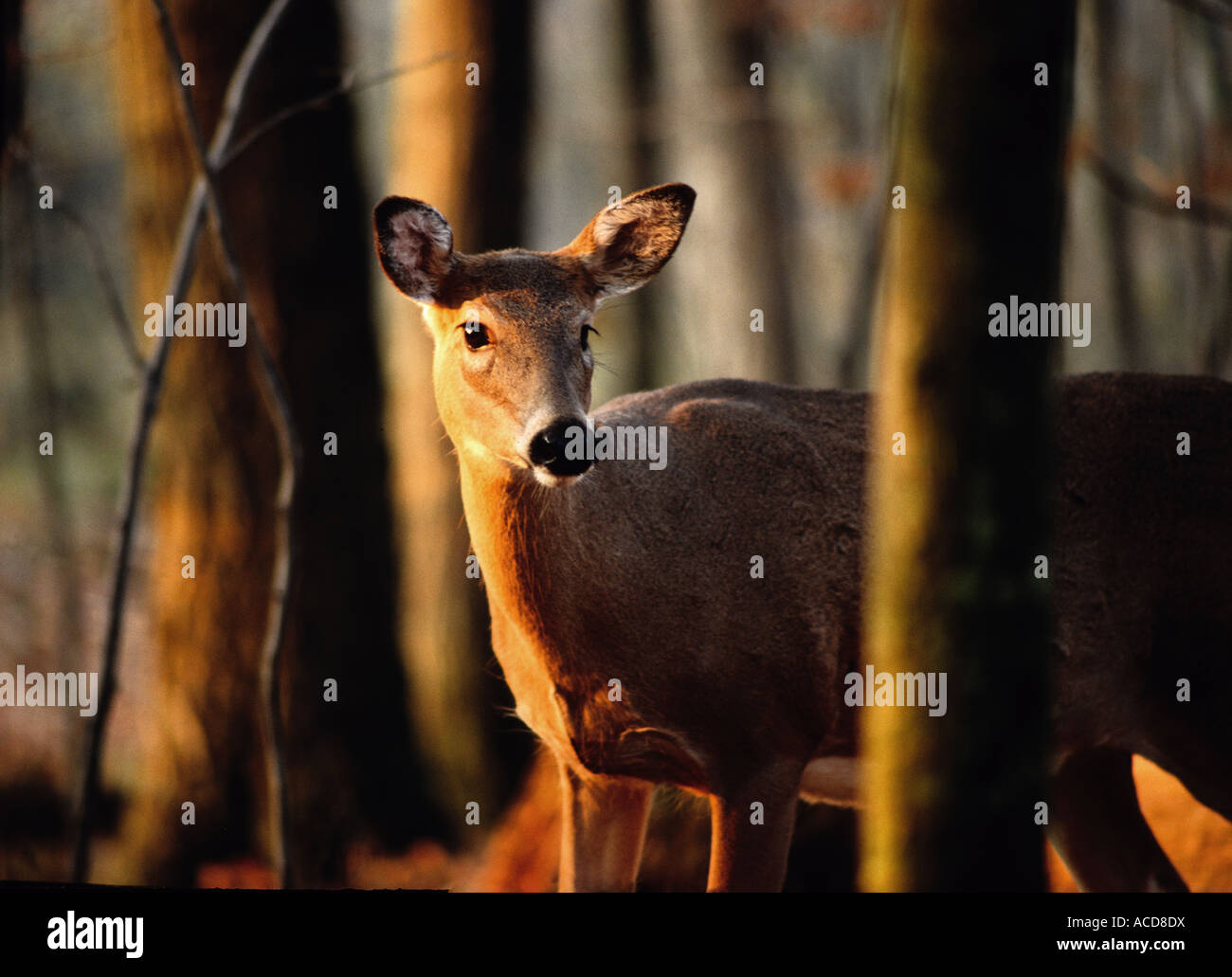 Coda bianca cervi in primavera alla metropolitana di Kensington Park, vicino a Detroit, Michigan Foto Stock