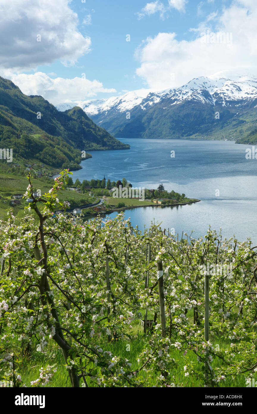 Apple Blossom e frutteti sopra e Lofthus Sorfjorden, Ullensvang, Hordaland, Norvegia Foto Stock