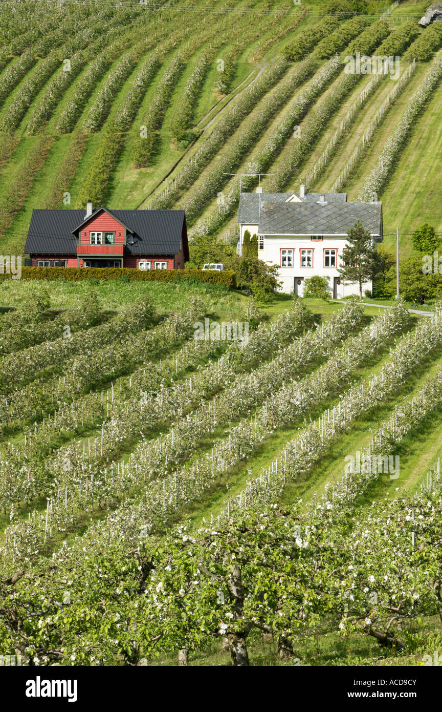 Frutteti di mele nei dintorni di case coloniche sopra Lofthus, Ullensvang, Hordaland, Norvegia Foto Stock