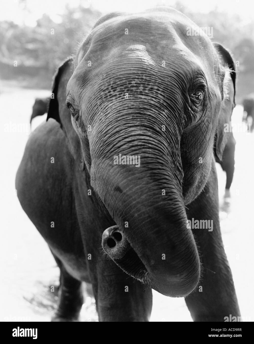 Un elefante fa roteare il suo tronco BW. Foto Stock