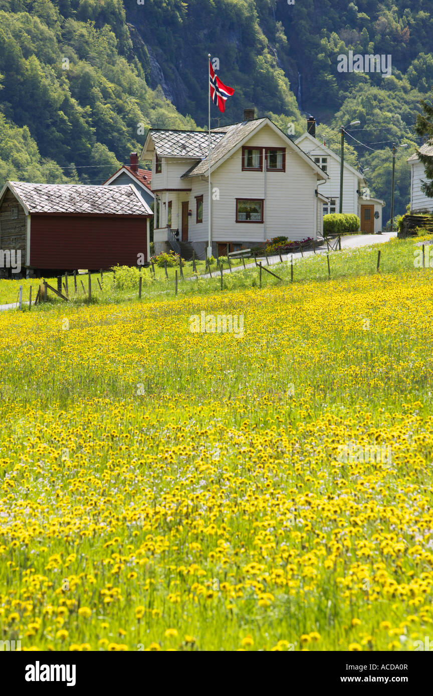 House e campo di tarassaco, Bakka, vicino Gudvangen, Aurland, Sogn og Fjordane, Norvegia Foto Stock