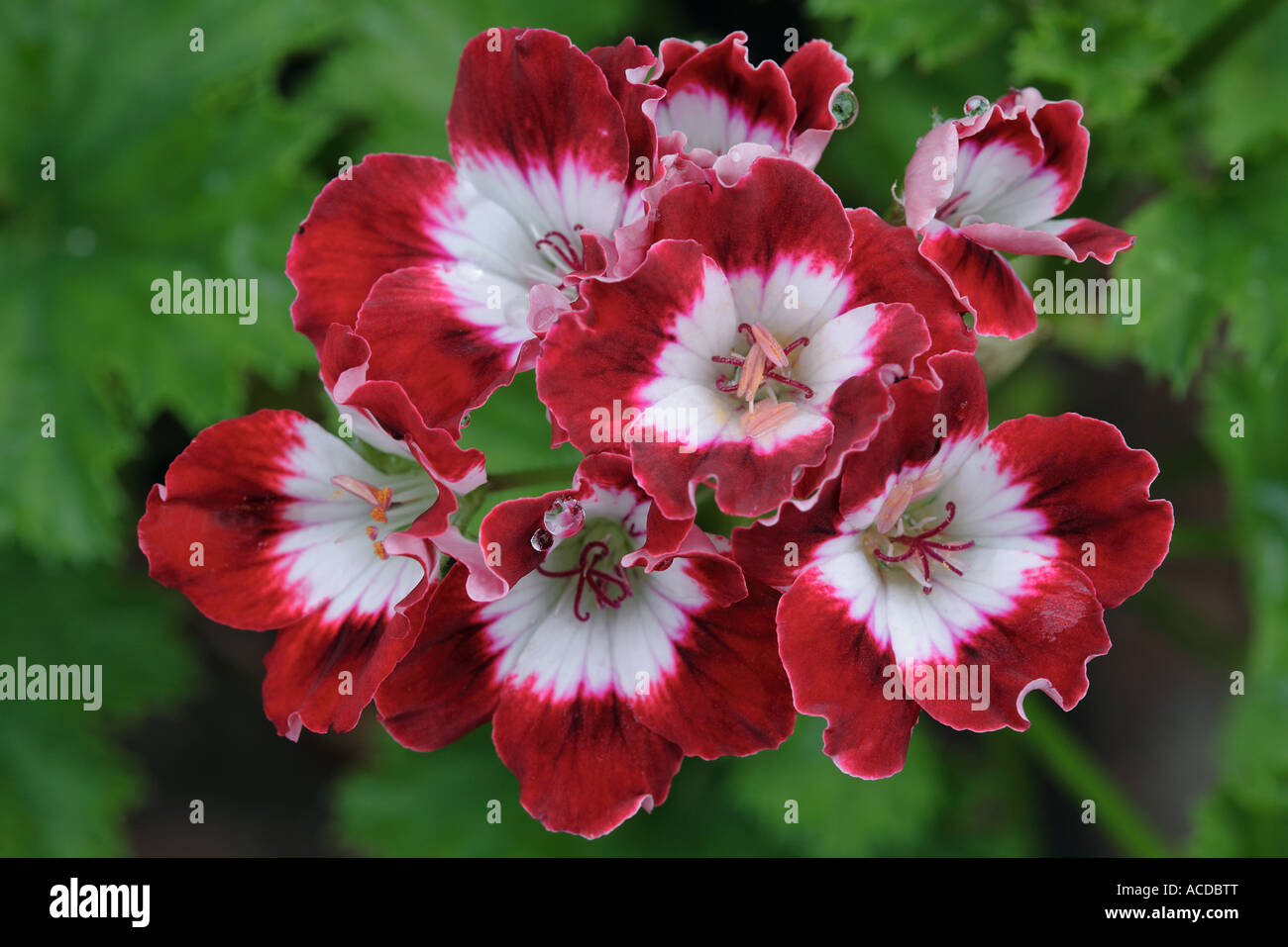 Pelargonium Tip Top Duetto Foto Stock