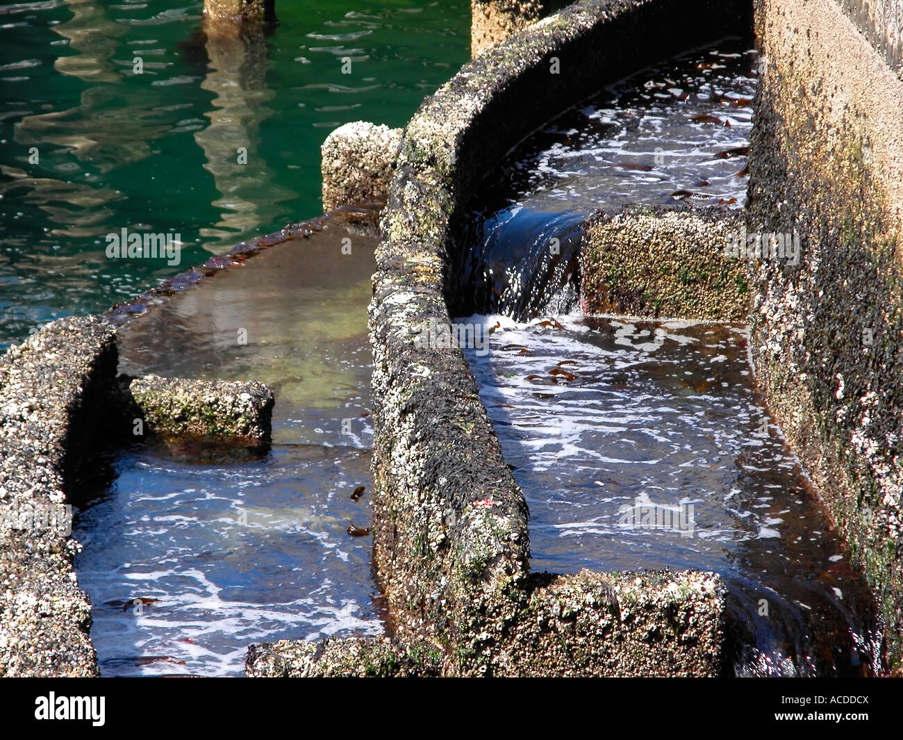 Scaletta di pesci Foto Stock