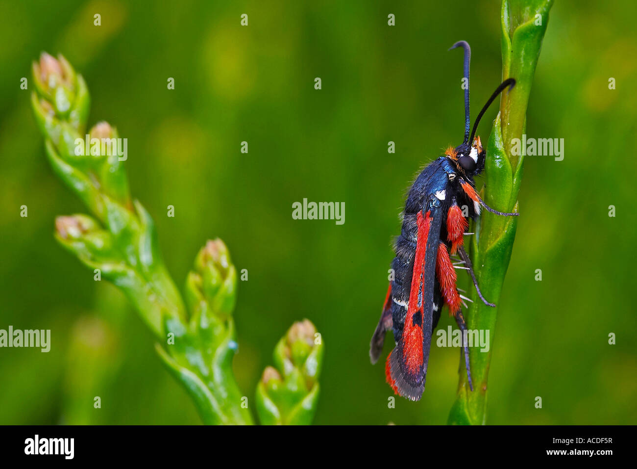 Pyropteron chrysidiformis Monte Alba Vigo Pontevedra Galizia Spagna NON PER LA VENDITA IN FRANCIA Foto Stock