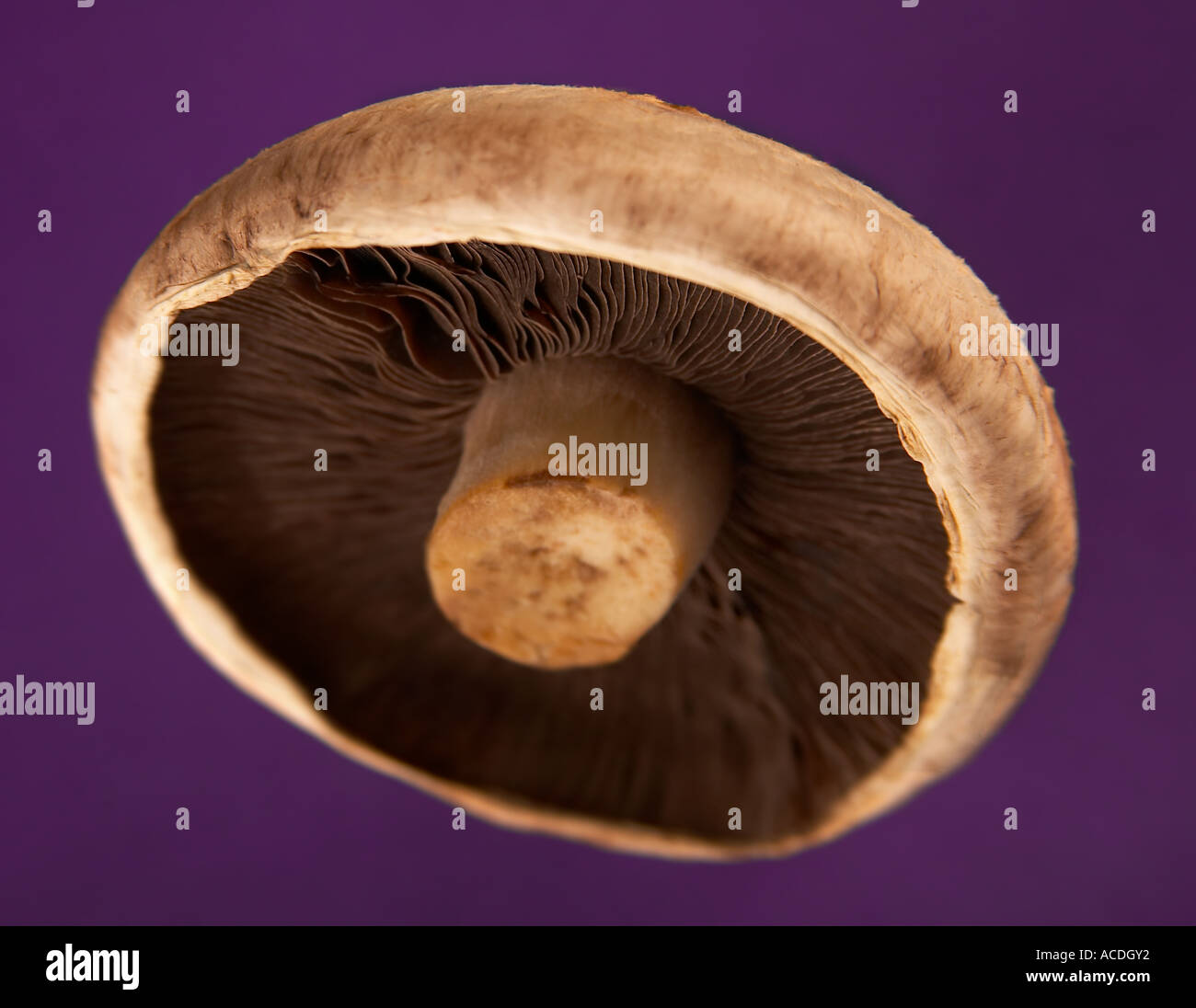 fungo Foto Stock