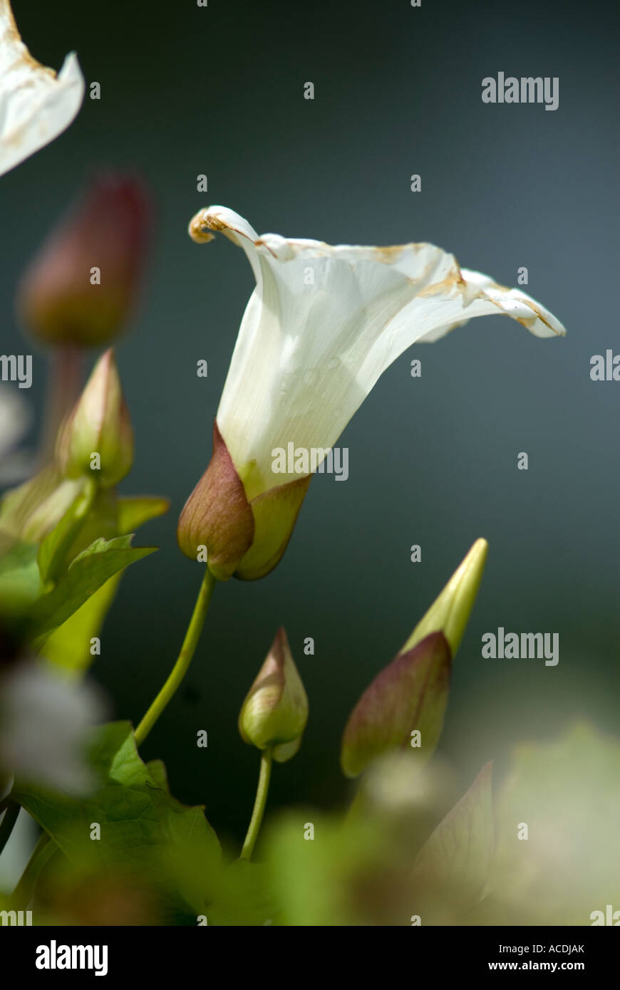 Hedge Centinodia Calystegia Convolvulus sepium Foto Stock