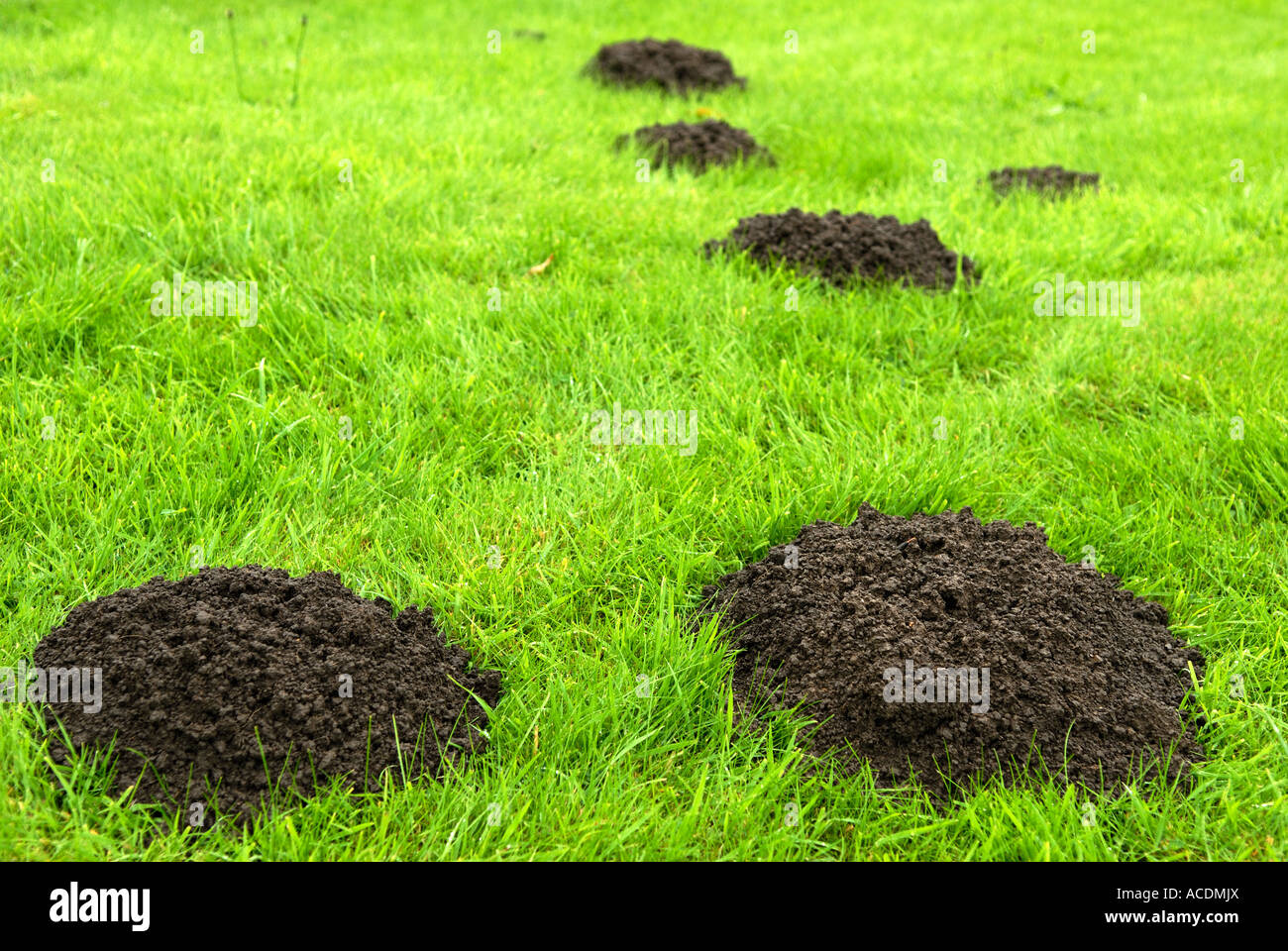 Mole hills sull'erba. Foto Stock