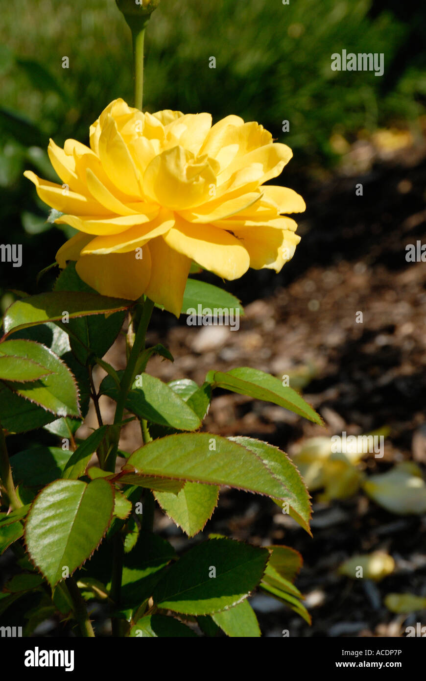 Profumo radiante Rose Foto Stock
