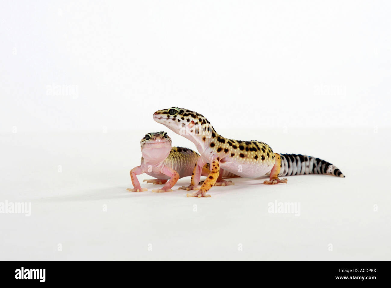 Leopard gechi coppia Eublepharis macularis Foto Stock