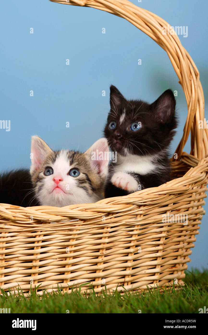 I gatti domestici gattini nel cesto Foto Stock