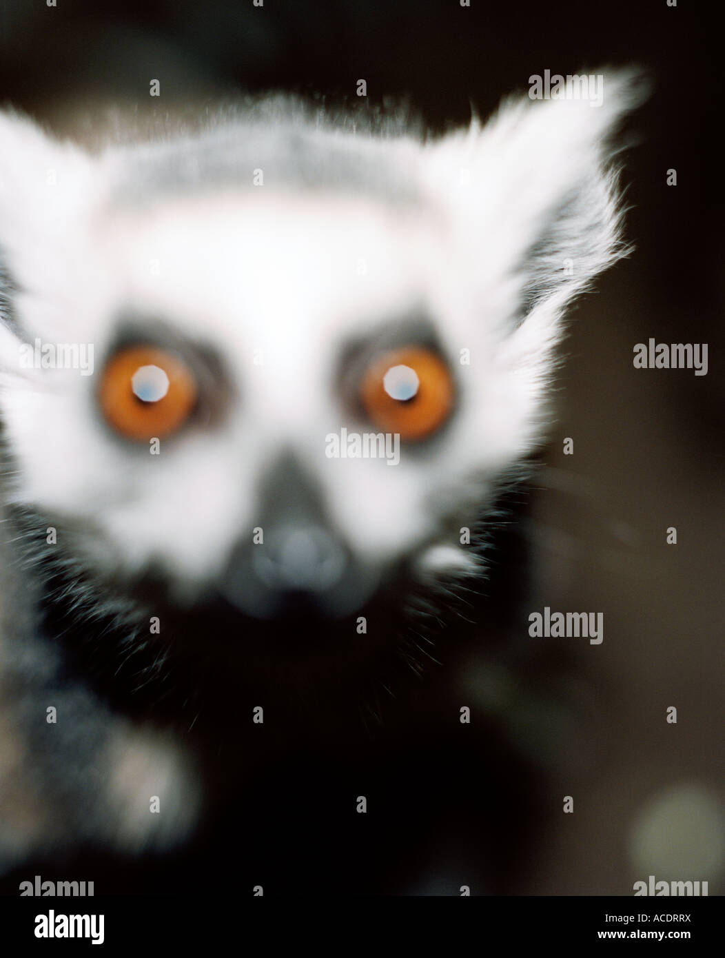 Un lemure close-up. Foto Stock