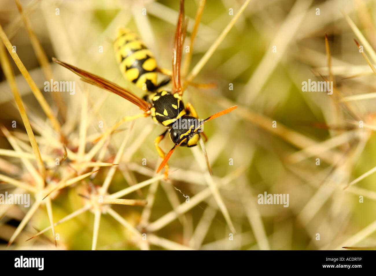 Carta wasp (Polistes gallicus) Foto Stock
