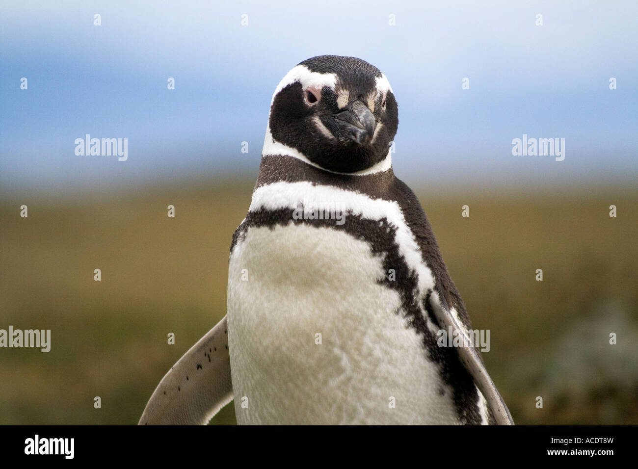 Magallenic pinguini a Otway Sound colonia di pinguini vicino a Punta Arenas in Patagonia Cile Foto Stock