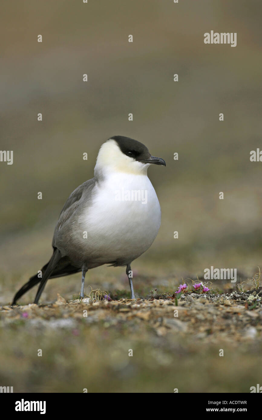 Lunga coda di Skua Stercorarius longicaudus permanente sulla tundra artica in Nord Spitsbergen l'Artico Foto Stock