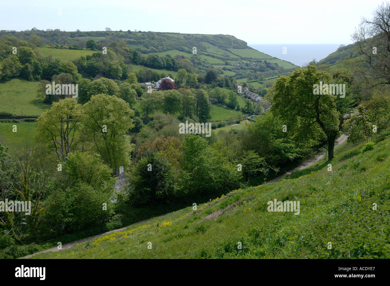 Un Devon Valley costiere con la molla nuova foglie degli alberi piccoli campi di case a Branscombe Foto Stock