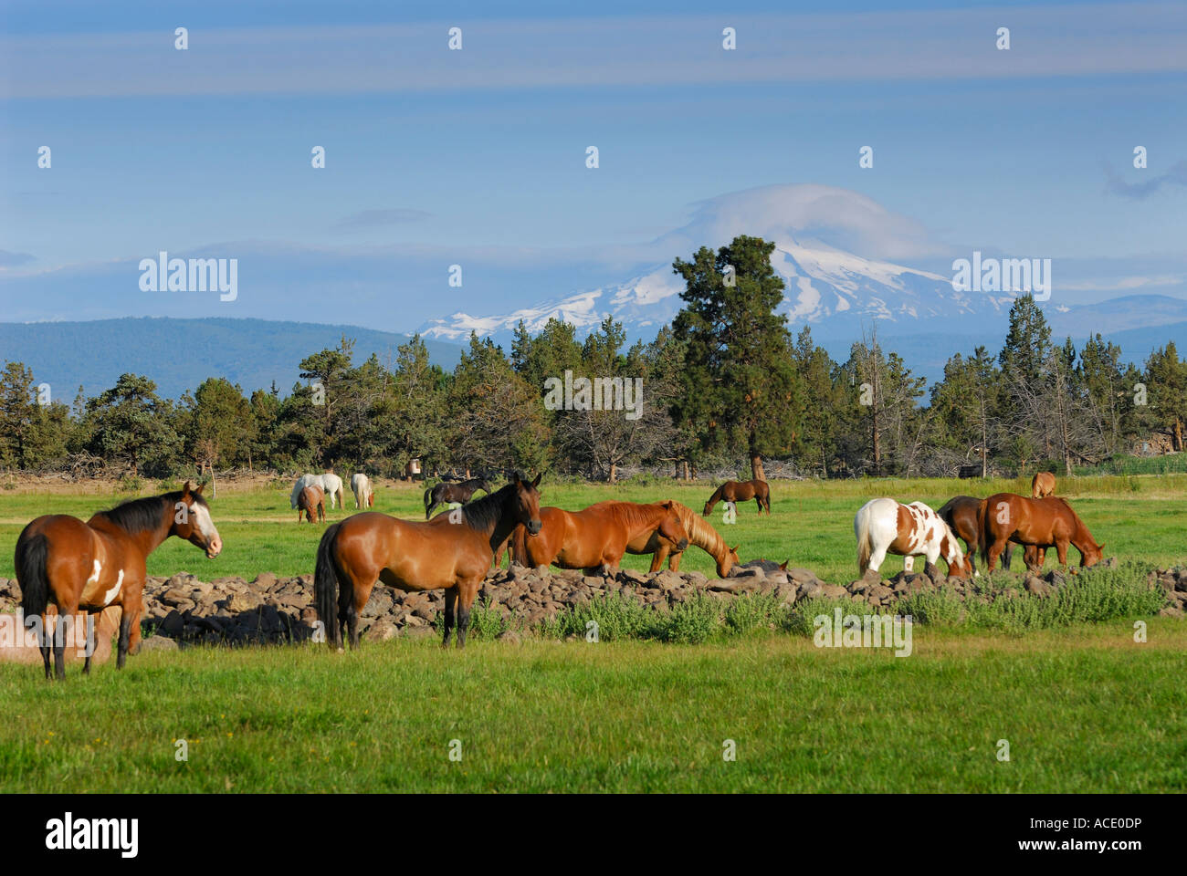 Allevamento di cavalli nel campo con il Monte Jefferson Foto Stock
