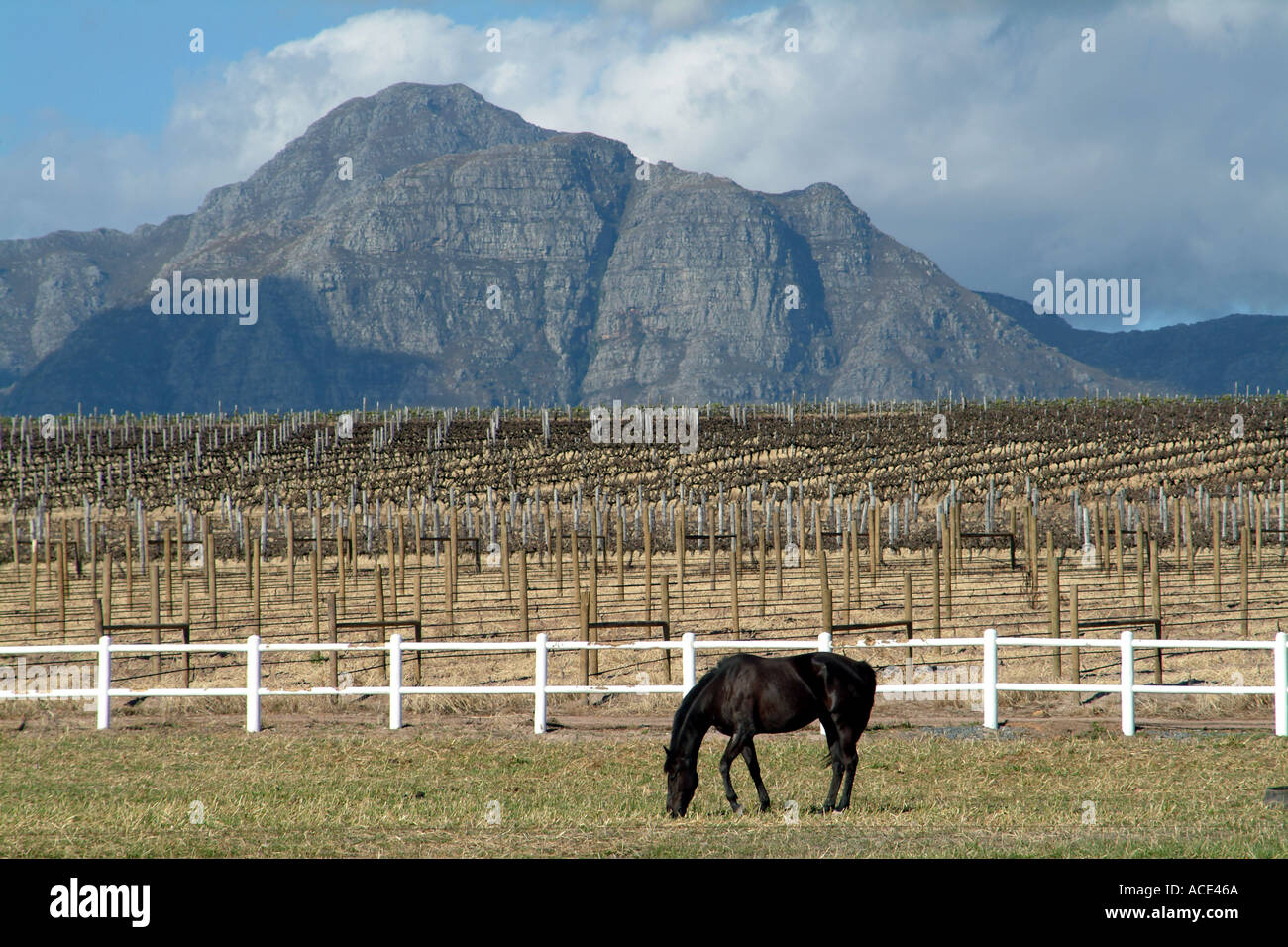 Prigioniero Avontour Farm Stellenbosch Sud Africa Helderberg Mountain Cavallo al pascolo Foto Stock
