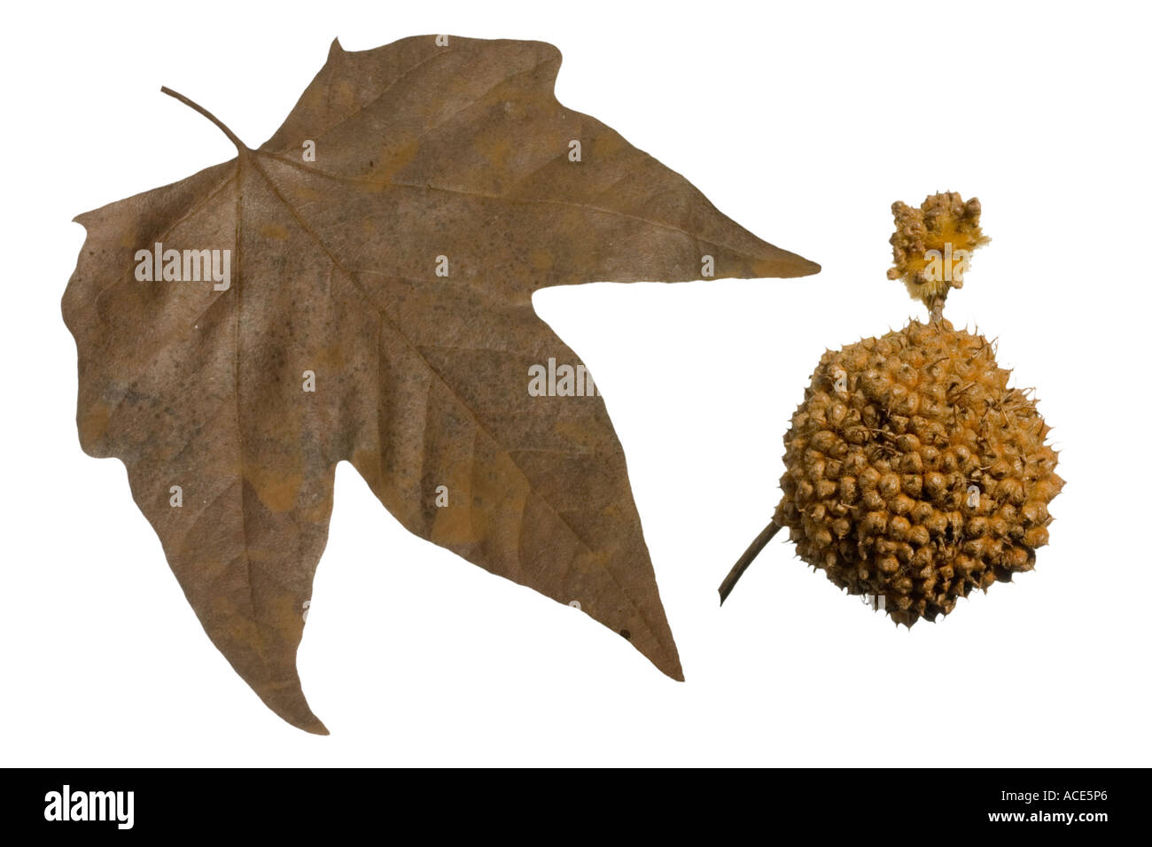 Piano di Londra inverno foglia seedhead femmina o fiore Surrey in Inghilterra Foto Stock