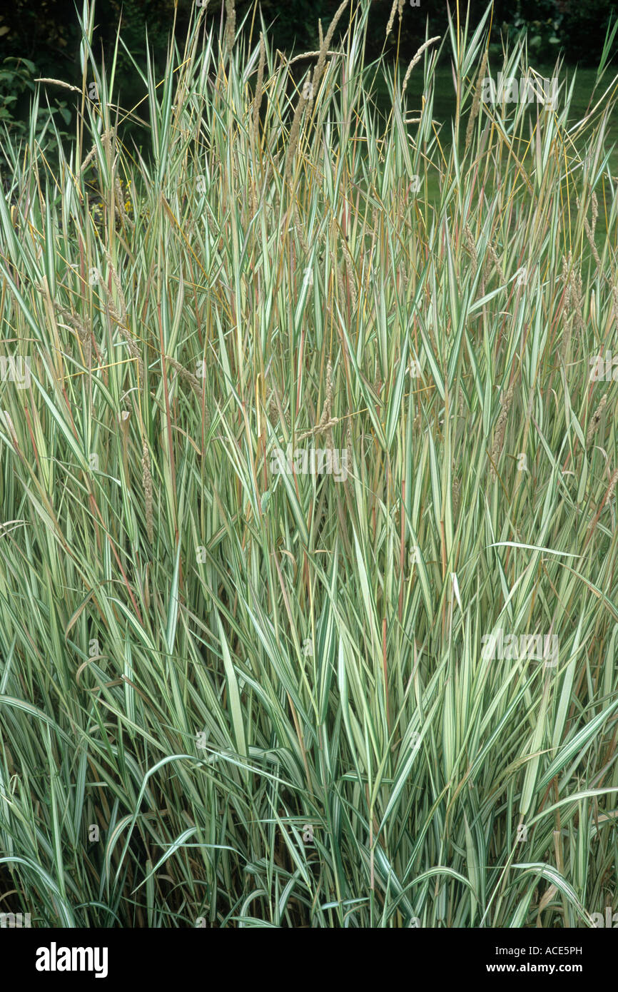 Phalaris arundinacea picta 'Feesey' erba, erbe, bianco striato foglie, foglia, pianta di giardino Foto Stock