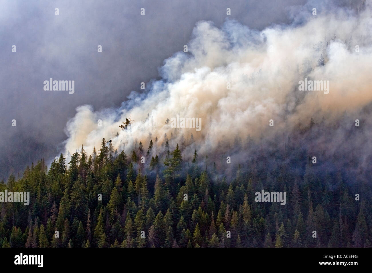 Komsomolsk Russia giugno 2007 un incendio di foresta a bruciare in una regione remota della taiga Siberiana foresta Foto Stock
