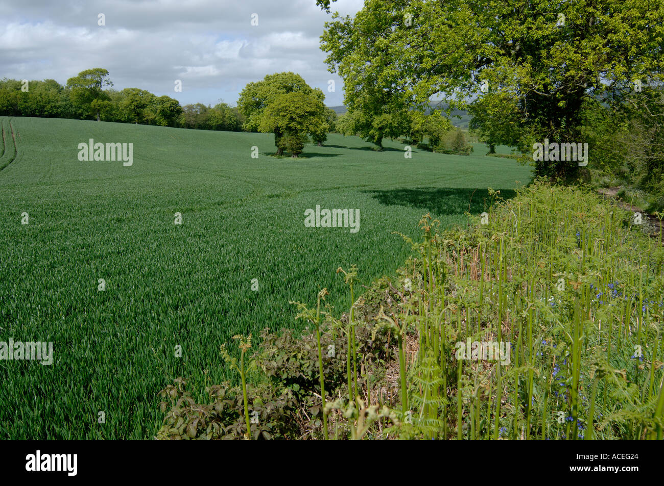 Coltivazione di grano a circa stadio 35 a metà maggio con Devon bank bosco e singoli quercia Foto Stock