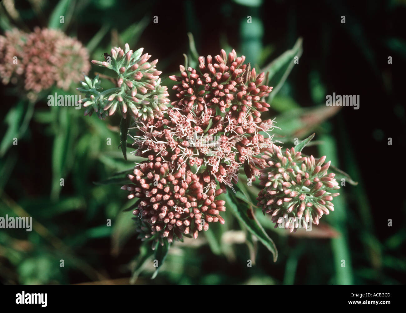 La canapa agrimonia Eupatorium cannabinum in fiore Foto Stock
