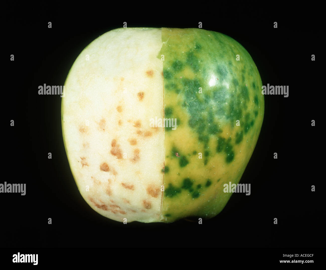 Parzialmente pelato apple mostra bitter pit necrosi causata dalla carenza di calcio Foto Stock