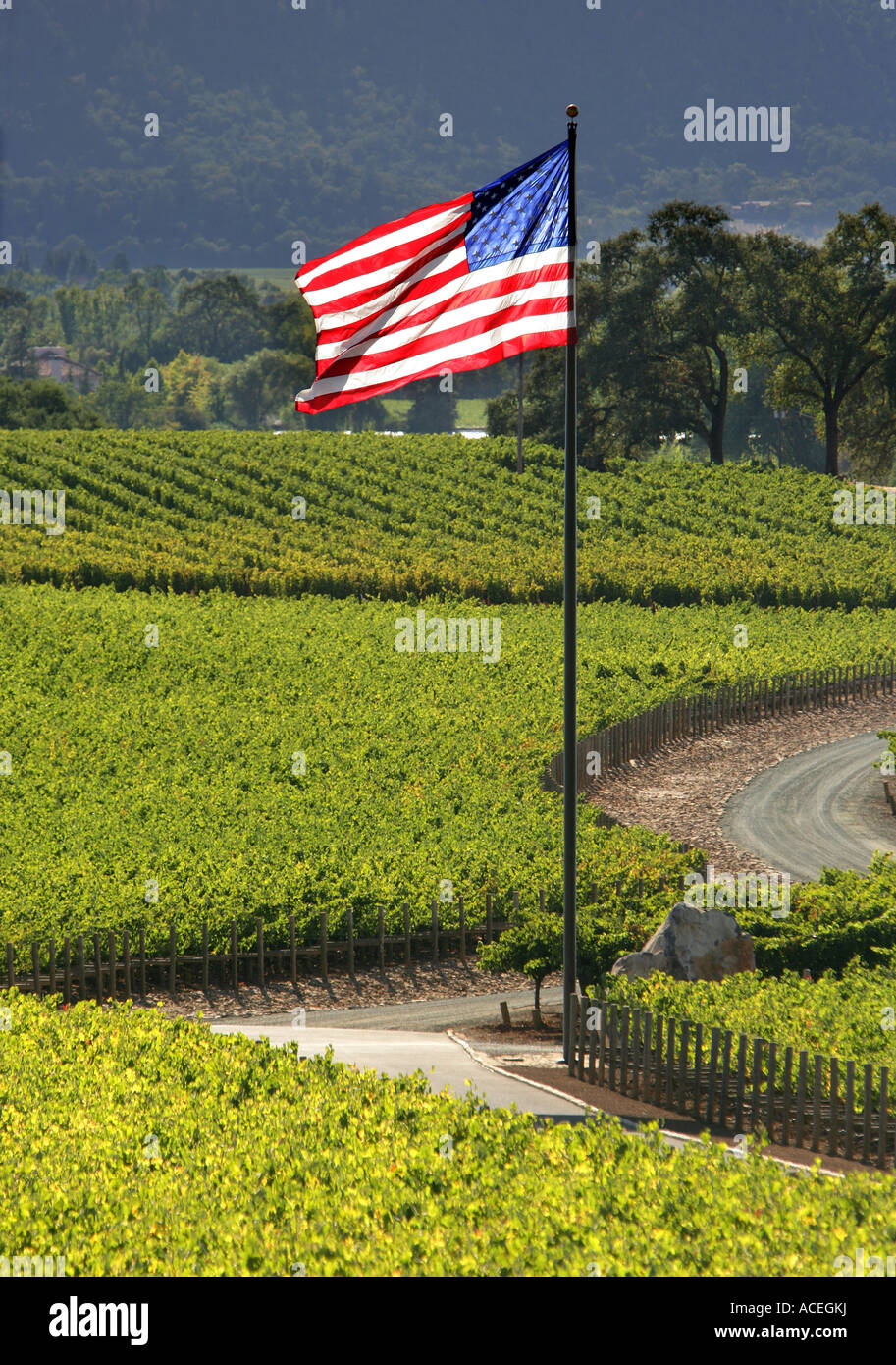 La contea di Napa, noi bandiera nei vigneti della Napa Valley, California CA USA Foto Stock
