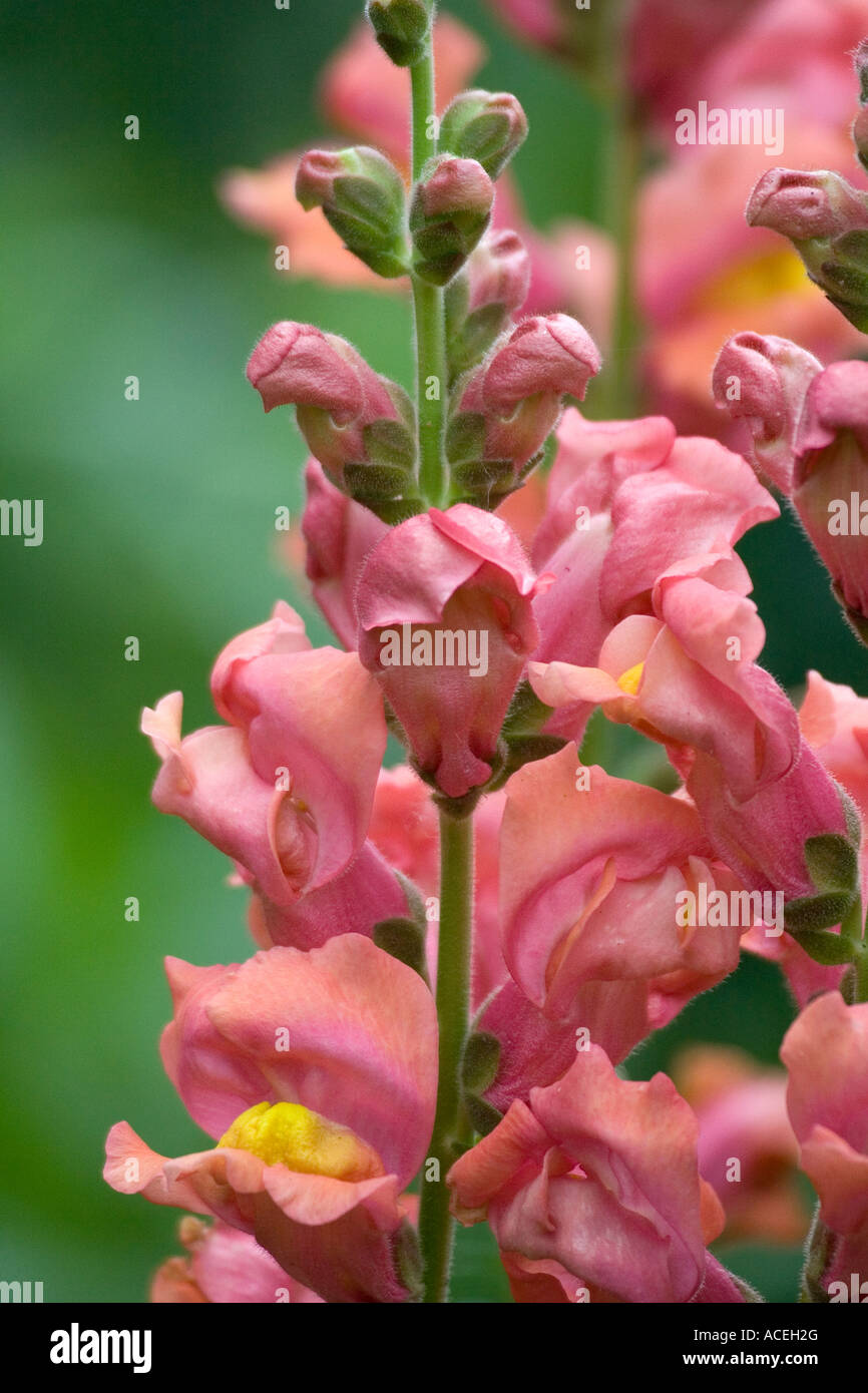 Rosa bocche di leone - Antirrhinum Foto Stock