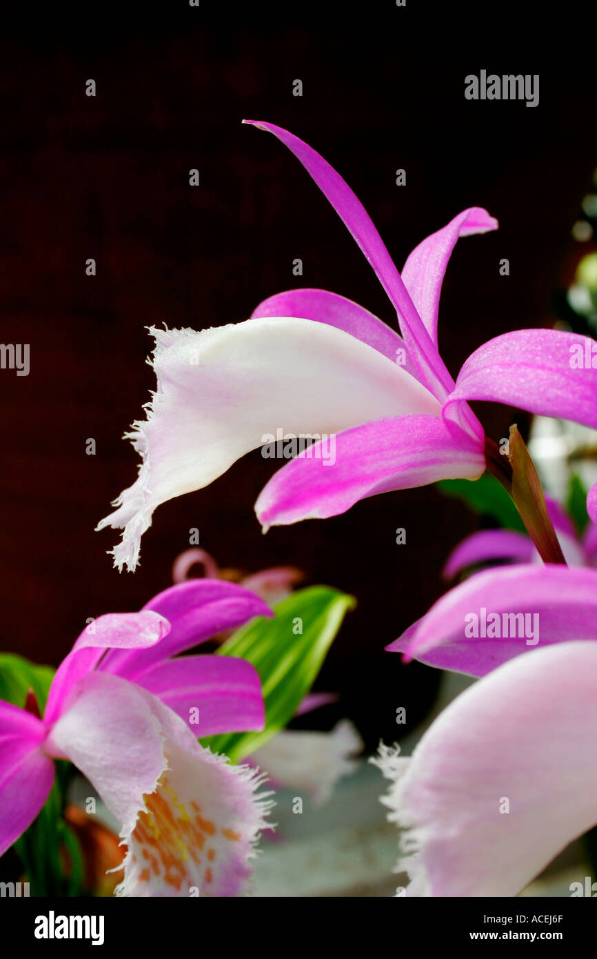 I fiori di orchidea Pleione formosana contro uno sfondo scuro Foto Stock