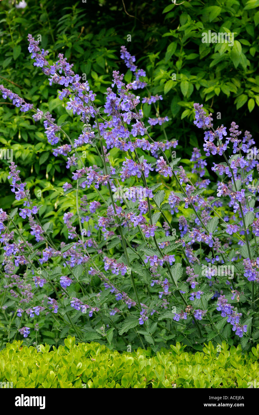I fiori del giardino di piante perenni nepitella nome botanico Nepeta x faassenii Foto Stock