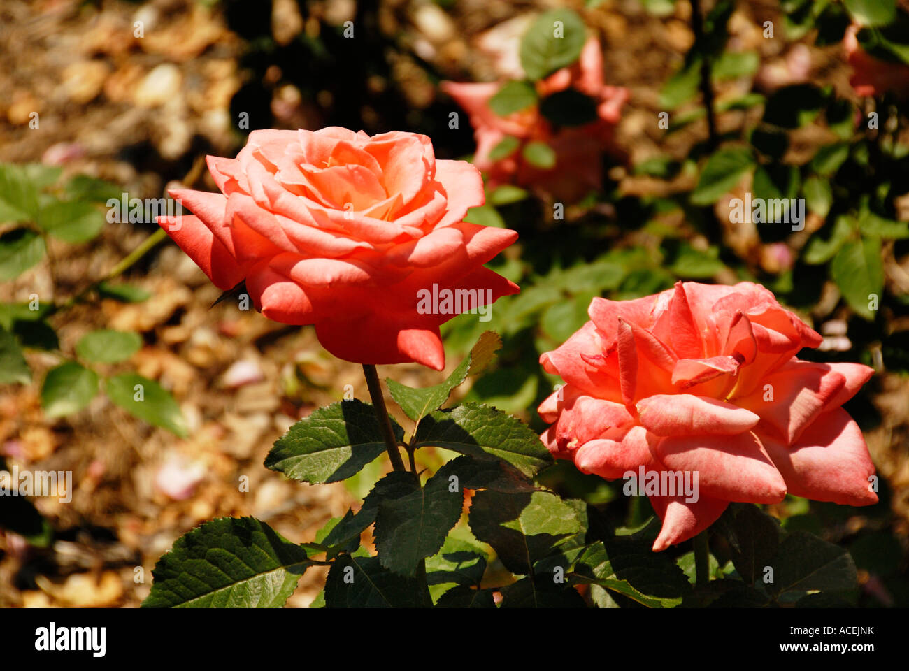 Conchiglia rosa Foto Stock