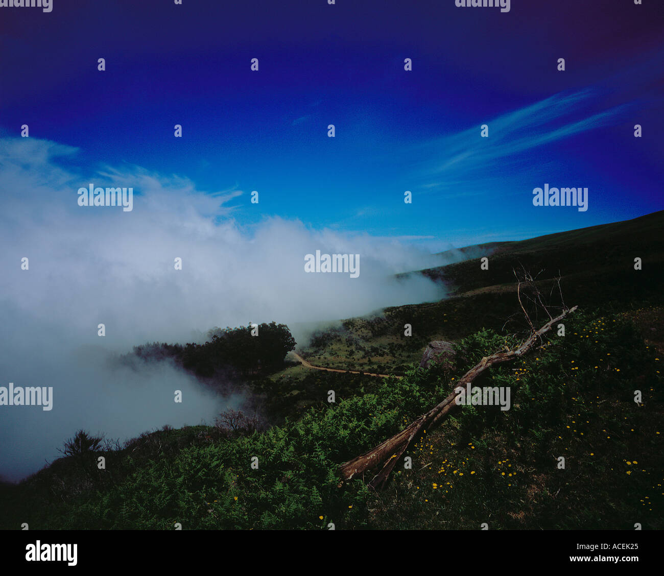 Nebbia e nuvole Paul da Serra Madeira Portogallo Europa.Foto di Willy Matheisl Foto Stock