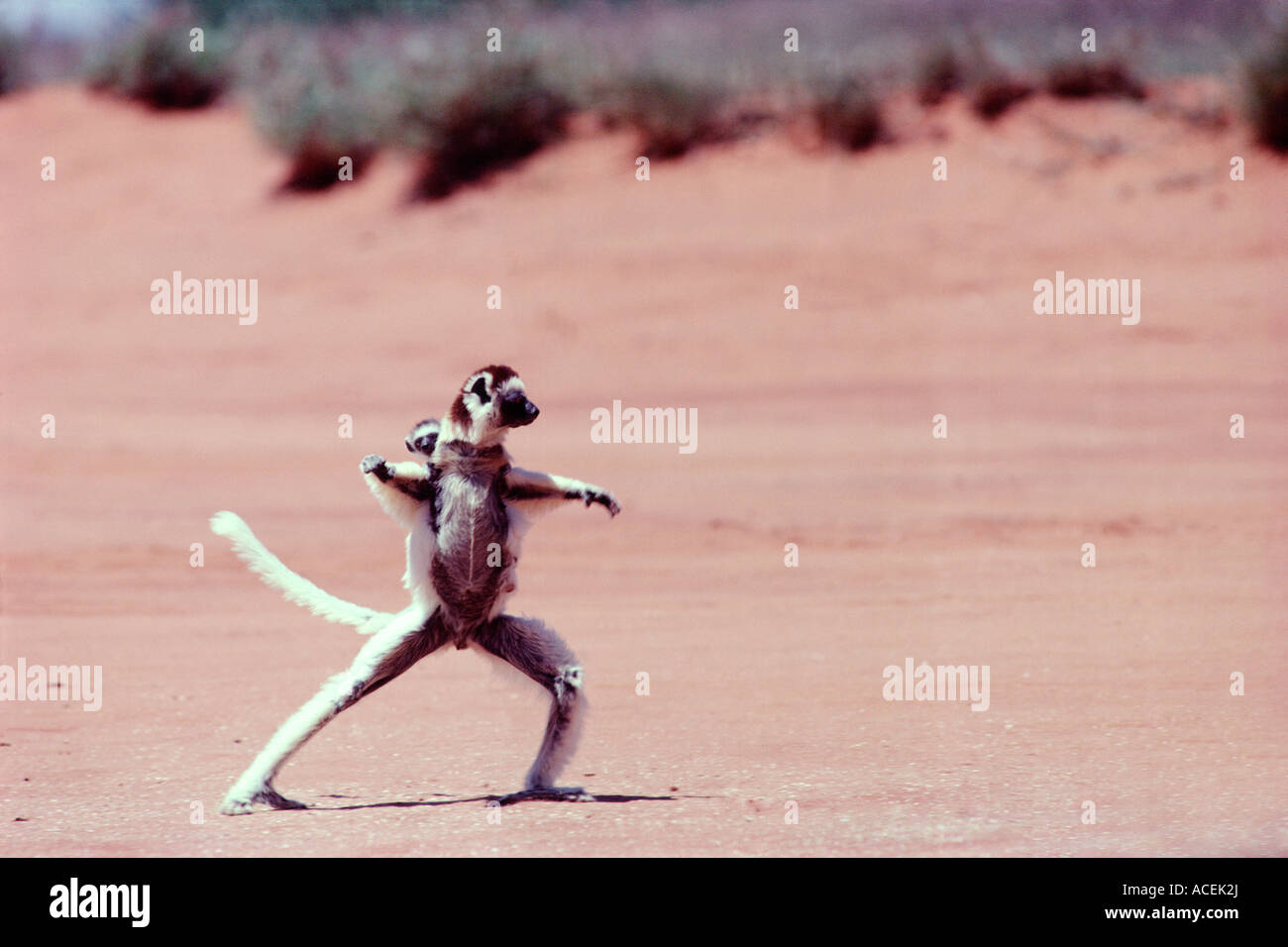 VERREAUX SIFAKA Propithecus verreauxi hopping su terreno aperto SPECIE IN VIA DI ESTINZIONE DEL MADAGASCAR Foto Stock VERREAUX SIFAKA Propithecus verreauxi hopping su terreno aperto SPECIE IN VIA DI ESTINZIONE DEL MADAGASCAR Foto Stock