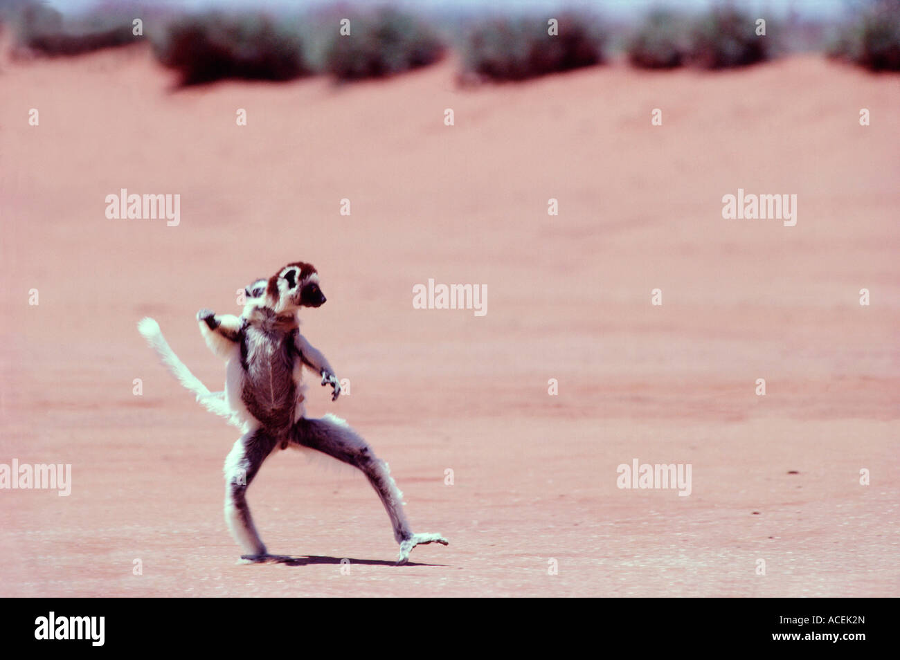 VERREAUX SIFAKA Propithecus verreauxi hopping su terreno aperto SPECIE IN VIA DI ESTINZIONE DEL MADAGASCAR Foto Stock VERREAUX SIFAKA Propithecus verreauxi hopping su terreno aperto SPECIE IN VIA DI ESTINZIONE DEL MADAGASCAR Foto Stock