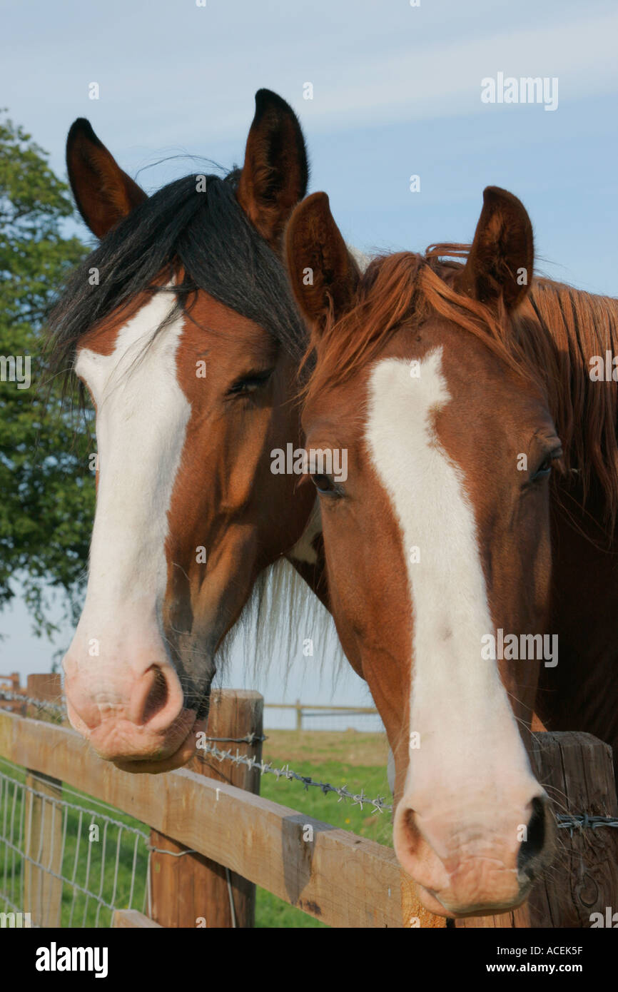 Due cavalli guardando oltre il recinto closeup Foto Stock