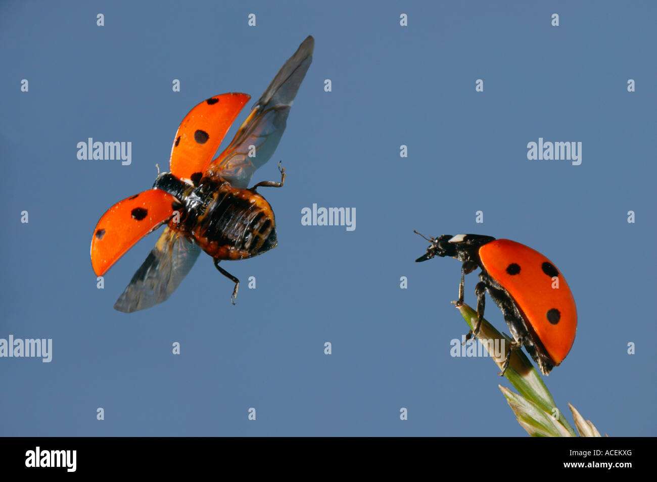 Sevenspotted lady beetle Coccinella septempunctata strobo foto Foto Stock