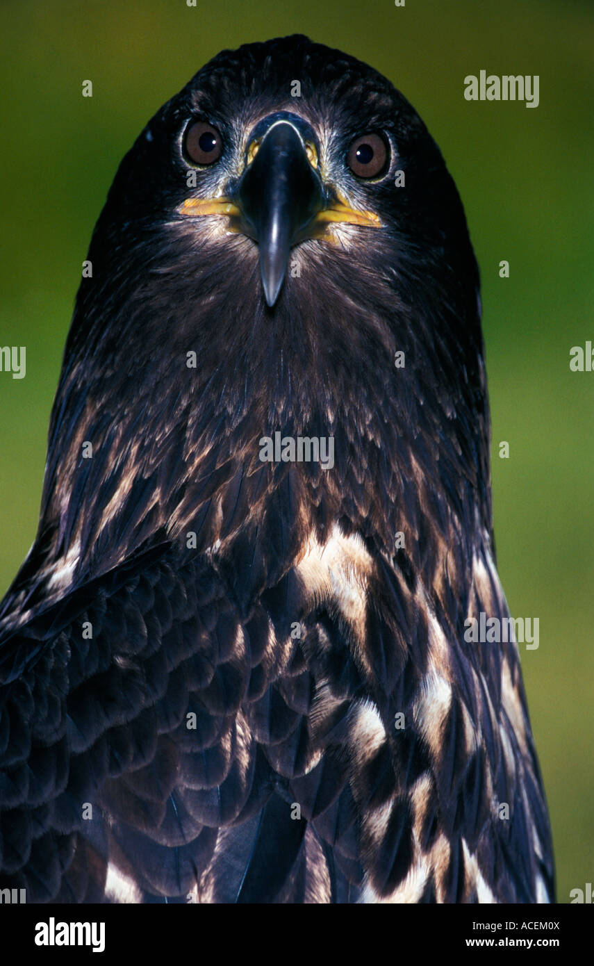 Bonelli s Eagle Hieraaetus fasciatus close up della testa Foto Stock