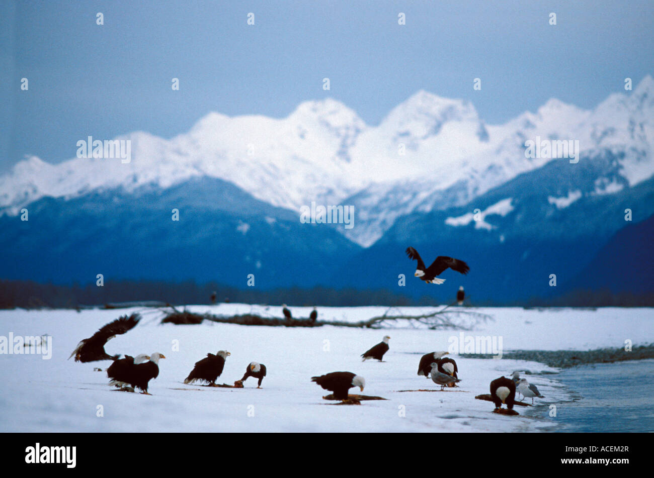 Aquila calva Haliaeetus leucocephalus gruppo di adulti e ragazzi raccogliendo lungo il torrente haines sud alaska Foto Stock
