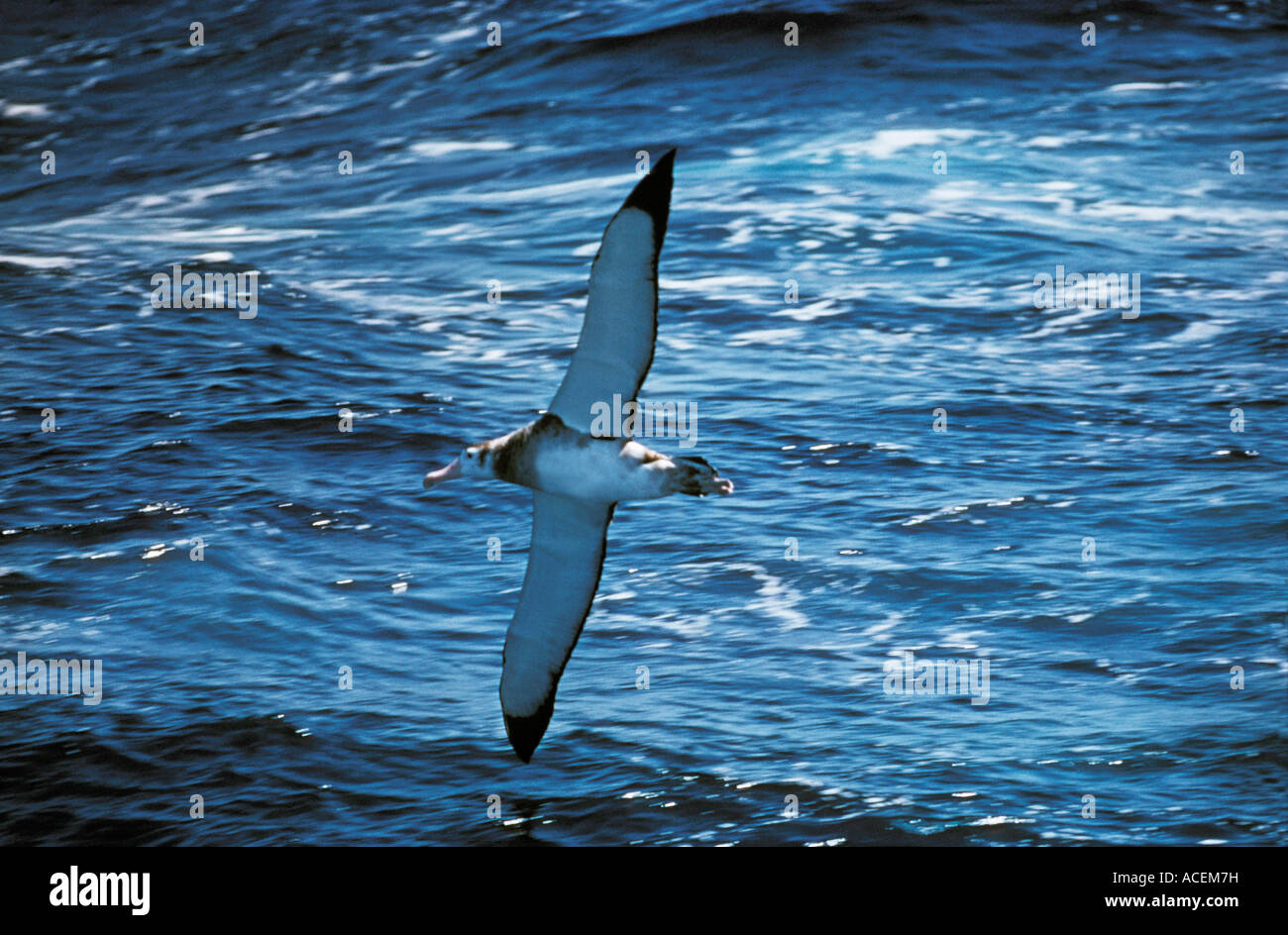 Albatros hurleur diodema exulans atlantique sud Foto Stock