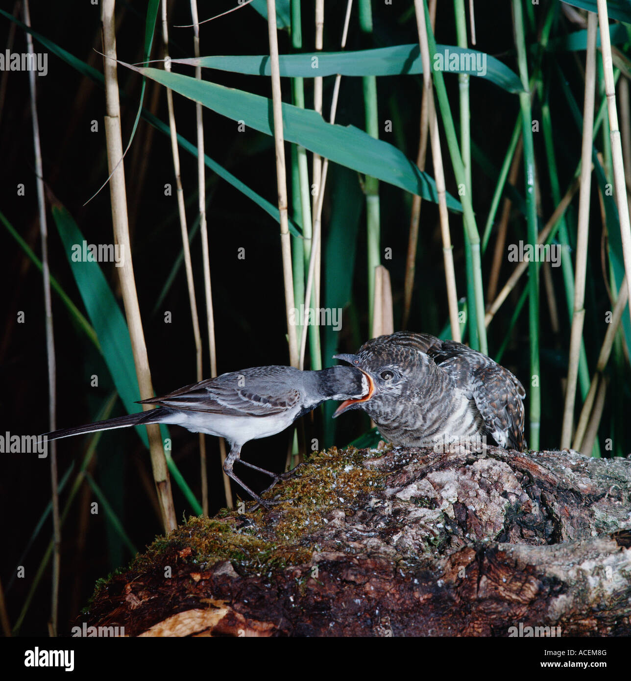 Pied Wagtail Motacilla alba con cibo giovani cuculo Cuculus canorus esigente Foto Stock