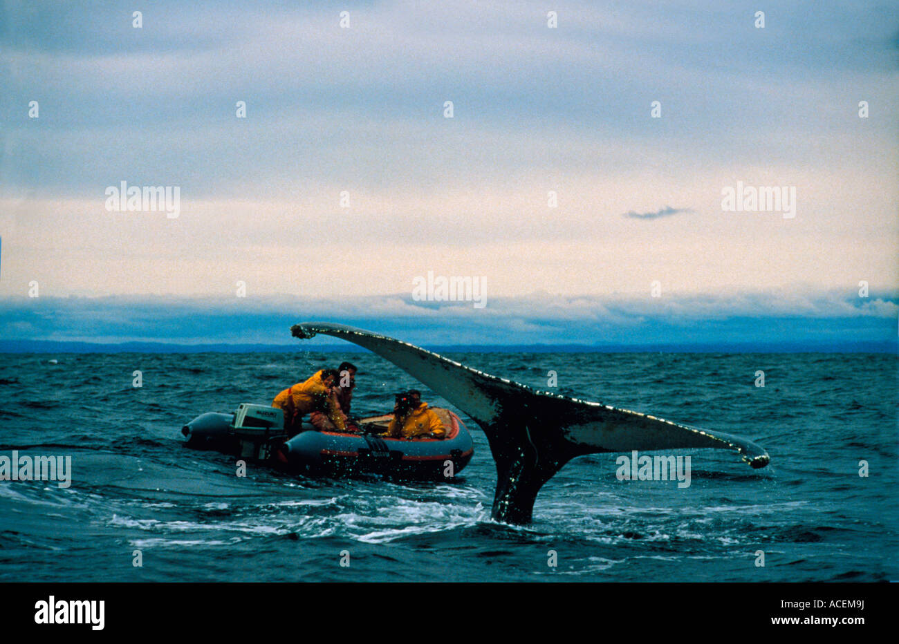 Baleine un bosse Megaptera novaeangliae humpaback whale whale-watching Foto Stock