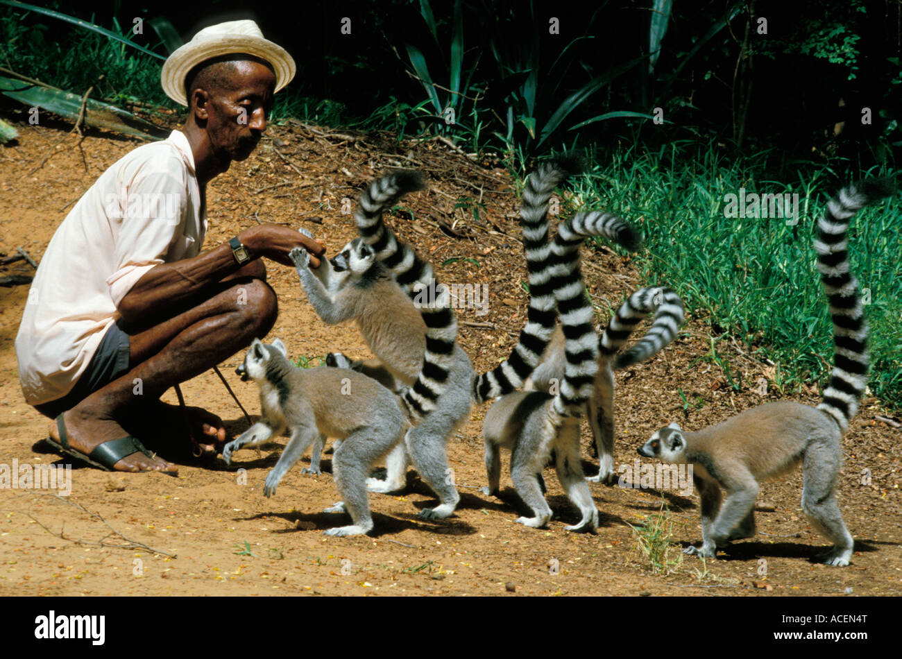 Maki catta Lemur catta Madagascar Foto Stock