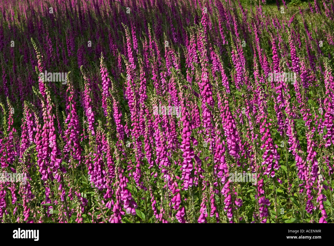 Campo di viola selvatica foxglove fiori in Galles Foto Stock